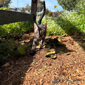 Photo №1. bengal - à vendre en ville de Lugano | 750€ | Annonce № 152714