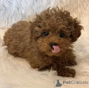 Photo №3. Adorables chiots golden retriever à adopter. Pologne