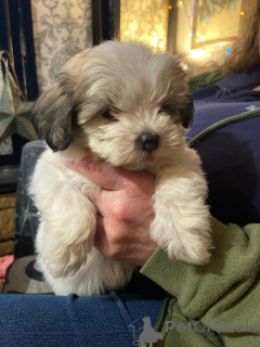 Photo №2 de l'annonce № 172220 de la vente bichon havanais - acheter à Belgique annonce privée