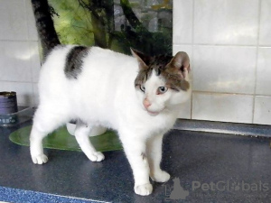 Photo №3. ILS sont Lass de Sonne yn dein Herz !. Allemagne