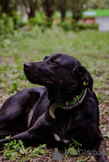 Photo №4. Je vais vendre chien bâtard en ville de Moscou. annonce privée - prix - Gratuit