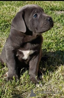 Photo №2 de l'annonce № 169059 de la vente cane corso - acheter à Serbie 