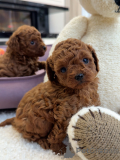 Photo №2 de l'annonce № 156540 de la vente caniche (jouet) - acheter à Allemagne éleveur