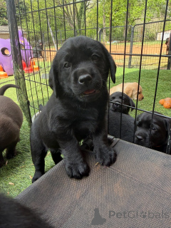 Photo №3. Chiots Labrador noirs ludiques, en bonne santé et bien socialisés. Danemark