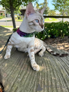 Photo №2 de l'annonce № 152643 de la vente bengal - acheter à Suisse annonce privée