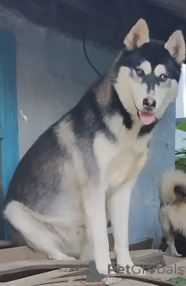 Photo №2 de l'annonce № 9595 de la vente husky de sibérie - acheter à Ukraine annonce privée