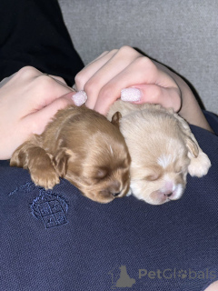 Photo №2 de l'annonce № 137520 de la vente maltipu - acheter à Ouzbekistan annonce privée