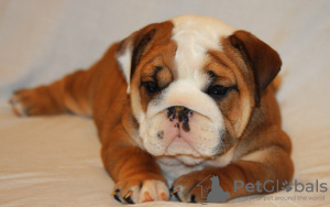 Photo №1. bulldog anglais - à vendre en ville de Berlin | 150€ | Annonce №109282