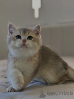 Photo №1. british shorthair - à vendre en ville de Milton Keynes | négocié | Annonce № 159635