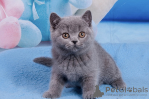 Photo №3. Beau garçon en peluche. République Tchèque