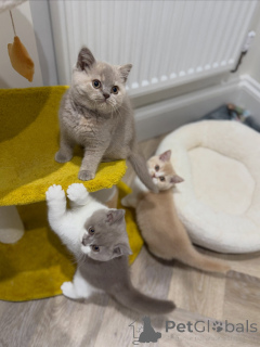 Photo №1. british shorthair - à vendre en ville de Helmond | négocié | Annonce № 176584