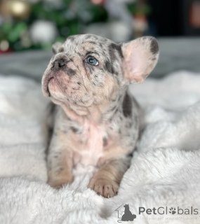 Photo №1. bouledogue - à vendre en ville de Manchester | 850€ | Annonce №145197
