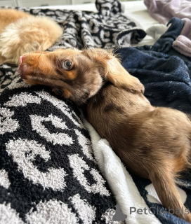 Photo №4. Je vais vendre teckel en ville de Helsinki. annonce privée, de l'abri - prix - 500€