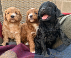 Photo №1. chien à loutre - à vendre en ville de Munich | négocié | Annonce №42357