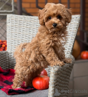 Photo №3. Belle à l'intérieur comme à l'extérieur, Bellas a le look, l'amour et le petit. Allemagne