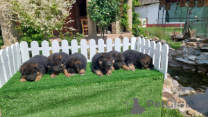 Photo №3. Chiots de chien berger allemand. Serbie