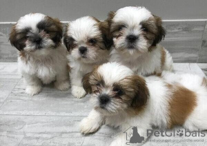 Photo №1. shih tzu - à vendre en ville de Nuremberg | Gratuit | Annonce №83082