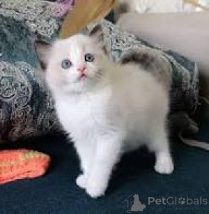Photo №3. Myytävänä ragdoll-pentuja. La finlande