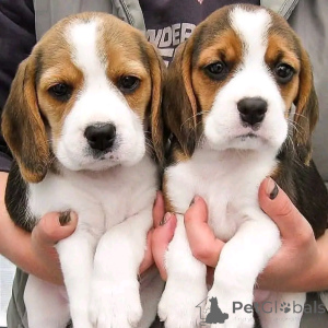 Photo №1. beagle - à vendre en ville de Berlin | 300€ | Annonce №137155