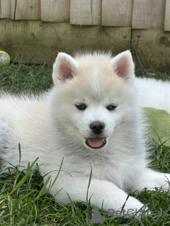 Photos supplémentaires: Nos 2 derniers mini pomskies aux yeux bleus