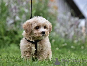 Photo №2 de l'annonce № 11651 de la vente caniche (jouet) - acheter à La Lettonie éleveur