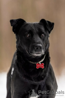 Photos supplémentaires: Le bon chien Drake est entre de bonnes mains.