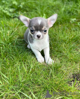 Photo №2 de l'annonce № 105229 de la vente chihuahua - acheter à Allemagne éleveur