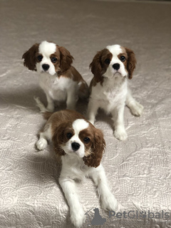 Photo №3. Chiots Cavalier King Charles Spaniel. Biélorussie