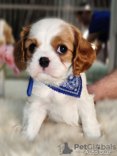Photo №3. Chiots Cavalier King Charles Spaniel à vendre. Fédération de Russie