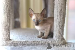 Photo №3. Chatons Cornish Rex à acheter. Pays Bas
