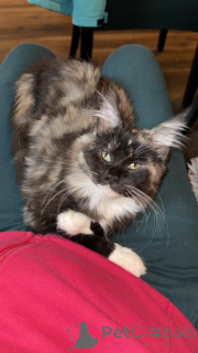 Photo №3. Hermosos Gatitos Maine Coon para adopción. Espagne