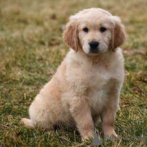 Photo №4. Je vais vendre golden retriever en ville de Munich. annonce privée - prix - 400€