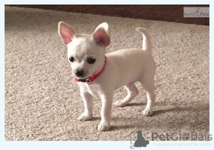 Photo №1. chihuahua - à vendre en ville de Balta | 400€ | Annonce №172669