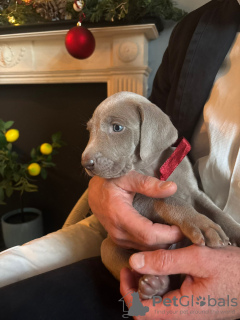 Photo №3. Lady Dzidzia. Pologne