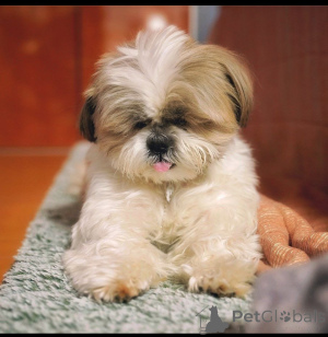 Photo №3. Chiots de Yorkie masculin et féminin joyeux à vendre. Thaïlande