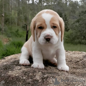 Photo №1. beagle - à vendre en ville de Дрезден | 360€ | Annonce №123782