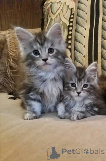 Photo №4. Je vais vendre maine coon en ville de Amsterdam. annonce privée, éleveur - prix - 700€