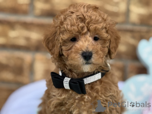 Photo №1. maltipu - à vendre en ville de Bayerisch Eisenstein | 900€ | Annonce №150168