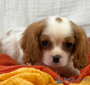 Photo №2 de l'annonce № 109155 de la vente cavalier king charles spaniel - acheter à Allemagne annonce privée