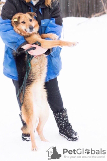 Photo №2 de l'annonce № 9038 de la vente chien bâtard - acheter à Fédération de Russie de l'abri