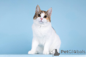 Photo №4. Je vais vendre  en ville de Khimki. annonce privée - prix - Gratuit