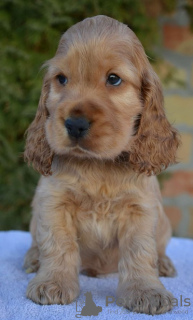Photo №2 de l'annonce № 132687 de la vente cocker spaniel anglais - acheter à Serbie 