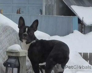 Photo №2 de l'annonce № 175981 de la vente terrier de boston - acheter à Allemagne annonce privée