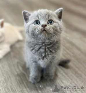 Photo №2 de l'annonce № 122110 de la vente british shorthair - acheter à USA annonce privée