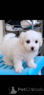 Photo №1. maltipu - à vendre en ville de Berlin | 900€ | Annonce №149901