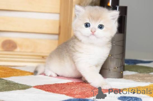 Photo №3. Magnifiques chatons British Shorthair disponibles. La Grande-Bretagne