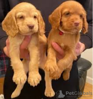 Photo №1. cocker spaniel anglais - à vendre en ville de Stockholm | négocié | Annonce №96354