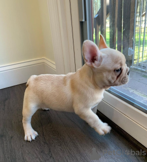 Photos supplémentaires: Chiots bouledogue français à vendre