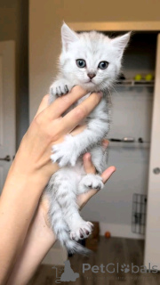 Photo №3. Europäische Kurzhaarkätzchen Zur Adoption. Allemagne