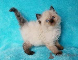 Photo №1. ragdoll - à vendre en ville de Algermissen | 350€ | Annonce № 147311